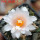 ARIOCARPUS bravoanus VM 288, f. white flower, F3 gener., 5 cm pot, SEEDLING