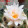 ARIOCARPUS bravoanus VM 288, f. white flower, F3 gener., pot 8 cm, SEEDLING