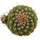 STROMBOCACTUS esperanzae var. nova long spines, SN 2014.0201, illustrative photo