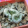 ENCEPHALOCARPUS strobiliformis f. cristate, 5 cm pot, SEEDLING !!!