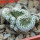 ENCEPHALOCARPUS strobiliformis f. cristate, 5 cm pot, SEEDLING !!!