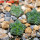 AZTEKIUM valdezii GCG 10893, own roots, 5 cm pot, 3 pcs. SEEDLINGS