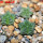 AZTEKIUM valdezii GCG 10893, own roots, 5 cm pot, 3 pcs. SEEDLINGS
