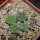AZTEKIUM valdezii GCG 10893, own roots, 5 cm pot, 4 pcs. SEEDLINGS