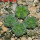 AZTEKIUM valdezii GCG 10893, own roots, 5 cm pot, 4 pcs. SEEDLINGS