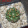 EUPHORBIA gymnocalycioides, 6,5 cm pot, own roots, rooted offset