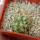 COPIAPOA andina armata II. GCG 20000, E of Punta Colorada,  5 cm pot, SEEDLING