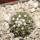 COPIAPOA columna - alba GCG 15329b, f. white spines ex Gerardo Snicer, 6,5 cm pot, seedling