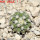 COPIAPOA columna - alba GCG 15329b, f. white spines ex Gerardo Snicer, 6,5 cm pot, seedling