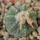 AZTEKIUM ritteri, 2 cm, 5 cm pot, SEEDLING