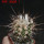 COPIAPOA bridgesii PTT02 (APT), Cerro Chanaral, 5 cm pot, SEEDLING