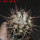 COPIAPOA bridgesii PTT02 (APT), Cerro Chanaral, 5 cm pot, SEEDLING
