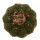 COPIAPOA hypogea cv. Lizard skin, illustrative photo