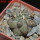 COPIAPOA  x C. scopulina GCG 15037, 5 cm pot, SEEDLING