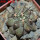 COPIAPOA  x C. scopulina GCG 15037, 5 cm pot, SEEDLING