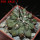 COPIAPOA  x C. scopulina GCG 15037, 5 cm pot, SEEDLING