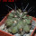 COPIAPOA  x C. scopulina GCG 15037, 5 cm pot, SEEDLING
