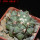 COPIAPOA  x C. scopulina GCG 15037, 5 cm pot, SEEDLING