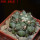 COPIAPOA  x C. scopulina GCG 15037, 5 cm pot, SEEDLING