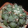 COPIAPOA  x C. scopulina GCG 15037, 5 cm pot, SEEDLING