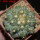 COPIAPOA  x C. scopulina GCG 15037, 5 cm pot, SEEDLING
