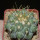 COPIAPOA  x C. scopulina GCG 15037, 5 cm pot, SEEDLING