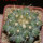 COPIAPOA  x C. scopulina GCG 15037, 5 cm pot, SEEDLING