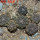 COPIAPOA hypogea cv. Lizard skin, 8 cm pot, 6 pcs. SEEDLINGS