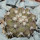 COPIAPOA columna - alba GCG 15329b, f. white spines ex Gerardo Snicer, 5 cm pot, seedling