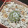 COPIAPOA columna - alba GCG 15329b, f. white spines ex Gerardo Snicer, 5 cm pot, seedling