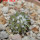 COPIAPOA columna - alba GCG 15329b, f. white spines ex Gerardo Snicer, 5 cm pot, seedling