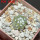 COPIAPOA columna - alba GCG 15329b, f. white spines ex Gerardo Snicer, 5 cm pot, seedling