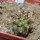 COPIAPOA echinoides f. aureo - armata GCG 16868, 5 cm pot, SEEDLING