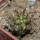 COPIAPOA echinoides f. aureo - armata GCG 16868, 5 cm pot, SEEDLING