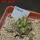 COPIAPOA echinoides f. aureo - armata GCG 16868, 5 cm pot, SEEDLING
