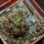 COPIAPOA echinoides f. aureo - armata GCG 16868, 5 cm pot, 2 pcs. SEEDLINGS