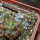 COPIAPOA echinoides f. aureo - armata GCG 16868, 5 cm pot, 2 pcs. SEEDLINGS