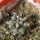 COPIAPOA cinerea f. australis GCG 16796, 5 cm pot, SEEDLING