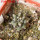 COPIAPOA cinerea f. australis GCG 16796, 5 cm pot, SEEDLING