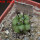 COPIAPOA cinerea var. horrida GCG 16793, 5 cm pot, SEEDLING