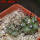 COPIAPOA cinerea var. horrida GCG 16793, 5 cm pot, 2 pcs. SEEDLINGS