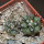 COPIAPOA cinerea var. horrida GCG 16793, 5 cm pot, 2 pcs. SEEDLINGS