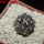 COPIAPOA griseoviolacea GCG 15033, Ruta 532, mountain form, 5 cm pot, SEEDLING