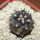 COPIAPOA griseoviolacea GCG 15033, Ruta 532, mountain form, 5 cm pot, SEEDLING