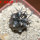 COPIAPOA griseoviolacea GCG 15033, Ruta 532, mountain form, 5 cm pot, SEEDLING