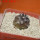 COPIAPOA griseoviolacea GCG 15033, Ruta 532, mountain form, 5 cm pot, SEEDLING
