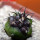 COPIAPOA griseoviolacea GCG 15033, Ruta 532, mountain form, 5 cm pot, SEEDLING