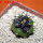 COPIAPOA griseoviolacea GCG 15033, Ruta 532, mountain form, 5 cm pot, SEEDLING