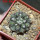 COPIAPOA columna - alba GCG 15015, L35 entronque 2., 5 cm pot, SEEDLING