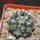 COPIAPOA columna - alba GCG 15015, L35 entronque 2., 5 cm pot, SEEDLING